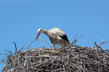 White stork on a nest against a blue sky