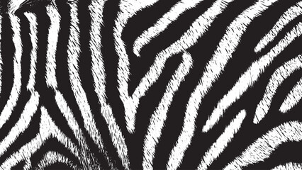 A zebra print is shown in black and white. Grunge background of black and white. Abstract illustration texture