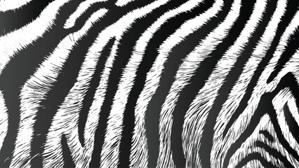 Zebra black and white background image, Natural texture of the zebra skin. © appl