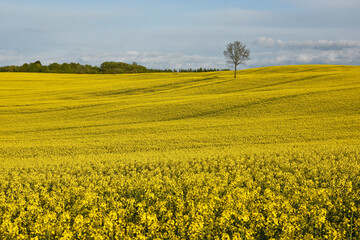 Obraz premium A field of blooming rapeseed in Warmia