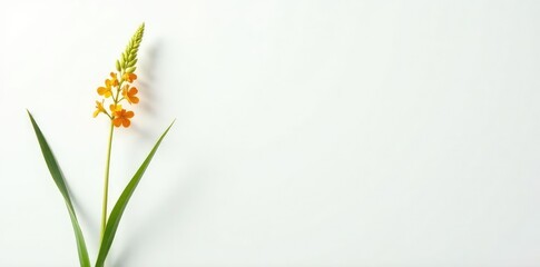 Obraz premium Single stem of a tall grass plant with yellow and orange flowers on a white background, botanical, foliage