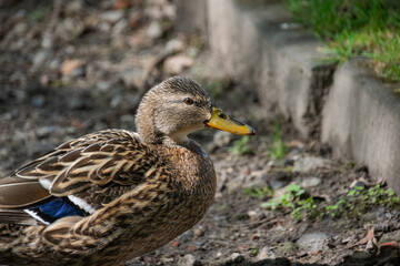 A close up shot of a brown female duck