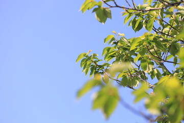 青空と桜の新緑