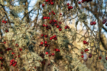 Last Year's Hawthorn Berries Still Hanging on Branches
