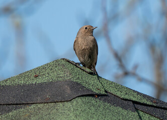 Wild Black Redstart Perched on House Roof in Latvia
