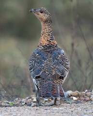 Western Capercaillie Hen in Natural Woodland Habitat