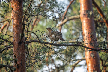 Female Capercaillie Perched on Tree Branch in Latvian Forest