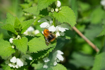 Bee collects nectar from white flower