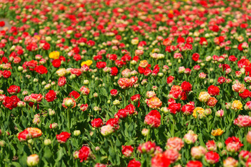 Vibrant Field of Colorful Tulips in Bloom Under Bright Sunshine