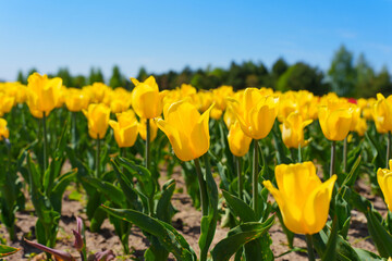 Vibrant Yellow Tulip Field Under Bright Blue Sky in Spring
