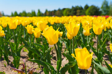Vibrant Yellow Tulip Field in Bright Spring Sunshine
