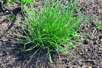 A vibrant clump of chives thriving in a garden setting, ready for harvest