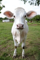 A young, white calf, facing the camera, stands in a grassy field.  Its large ears are prominent, and its expression is curious and friendly