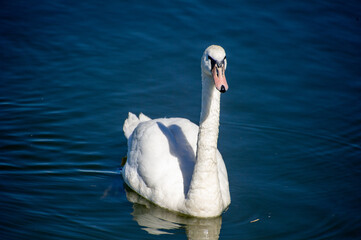 swan cygnus olor on the lake in Ternopil, Ukraine