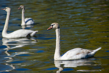 three swans cygnus olor on the lake in Ternopil, Ukraine
