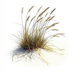 A Stunning 3D Render of Beach Grass Against a White Background, showcasing its delicate texture and natural beauty. Ideal for landscape design, botanical illustrations, and nature-themed projects