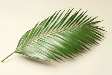 Fototapeta premium Single palm leaf on a light background.