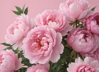 Tightly grouped pink peonies, soft pink background, floral detail , spring, delicate, nature
