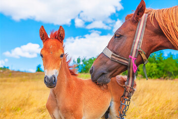Brown horse nuzzling a young foal in a grassy field. Foal and its mother, their interaction...