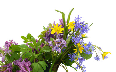 A bouquet of spring primroses.