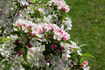 Beautifully blooming crabapple tree with lots of white and pink flowers, spring time
