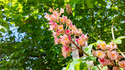 Magnificent flower heads of the red horse chestnut in the sunlight