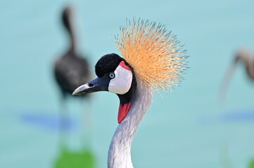 Close-Up Portrait of a Grey Crowned Crane with Bright Crest