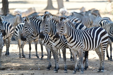 Herd of Zebras Standing Together on Dry Ground
