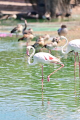 Greater Flamingos Wading Gracefully in a Shallow Pond