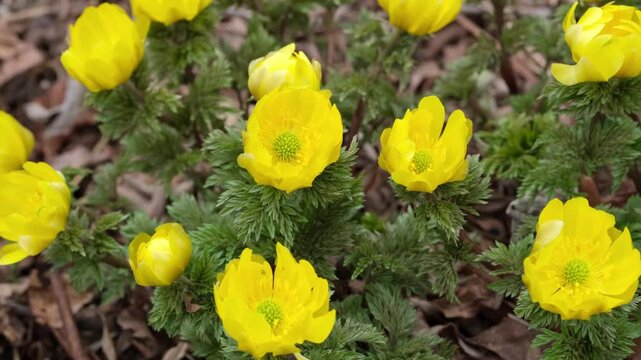 Yellow adonis close-up in a spring forest.