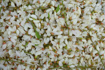 White acacia flowers are collected for medicinal use.
