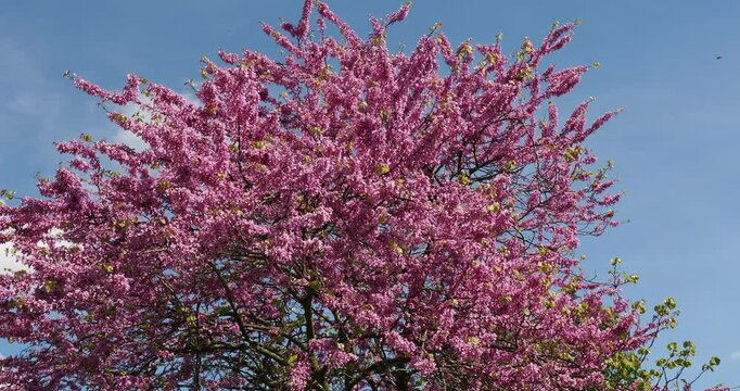 (Cercis siliquastrum) Judas tree or mediterranean redbud with a round crown adorned of a profusion purplish pink flowers pea-shaped in grouped bundles offering a vibrant display