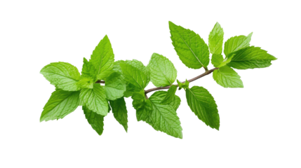 Mint Branch with Leaves Isolated on transparent background