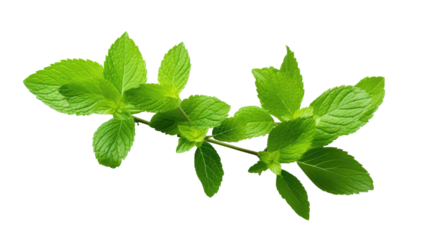 Mint Branch with Leaves Isolated on transparent background