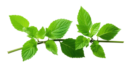 Mint Branch with Leaves Isolated on transparent background