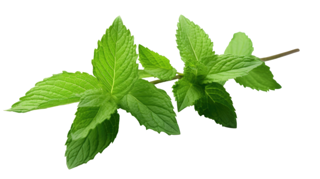 Mint Branch with Leaves Isolated on transparent background