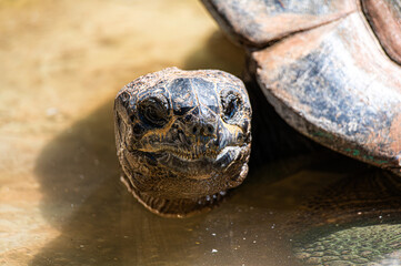 Close-Up of a Giant Tortoise Head Emerging from Water
