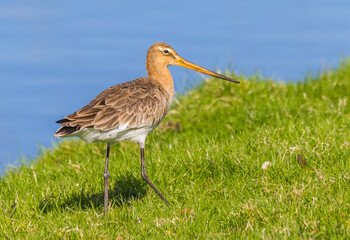 Godwit walking in the grass at the coast of Ameland, Netherlands