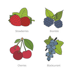 Set of vector doodle pied berries isolated on white