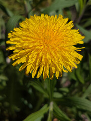 Bright Yellow Dandelion Bloom in Natural Sunlight