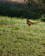Wild pheasant poses in the meadow