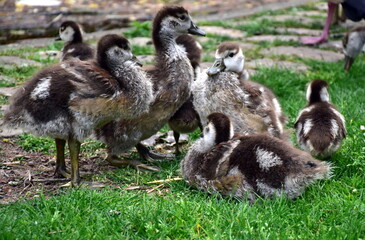 Junge Nilgänse im Stadtgarten in Freiburg