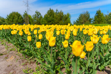 Vibrant Yellow Tulip Field Under Bright Blue Sky in Springtime