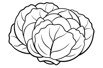 Brussels Sprouts Vegetable Vector Illustration on White Background


