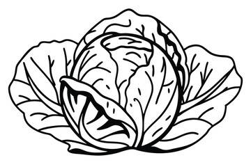 Cabbage Vegetable Vector Illustration on White Background


