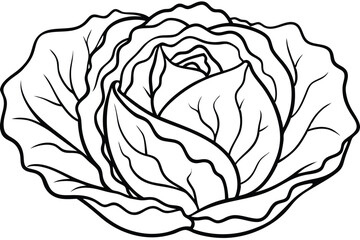 Cabbage Vegetable Vector Illustration on White Background

