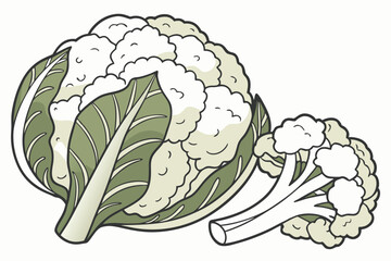 Cauliflower Vegetable Vector Illustration on White Background

