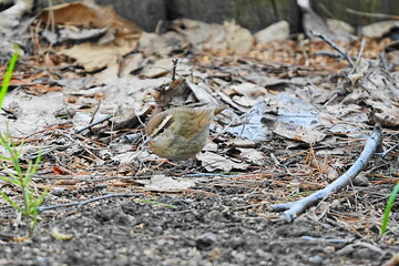 地面に降りたヤブサメ