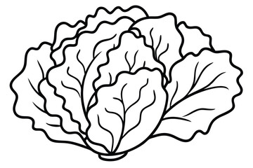 Lettuce Vegetable Vector Illustration Isolated on White Background

