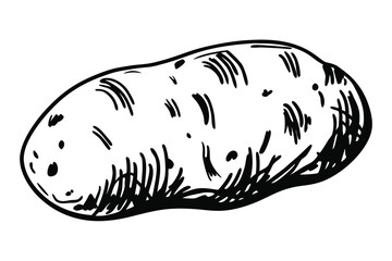 Potato Vegetable Vector Illustration Isolated on White Background

